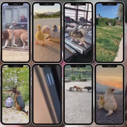 4000+ Viral Pet Videos Dog & Cat Reels, PLRMRR Rights