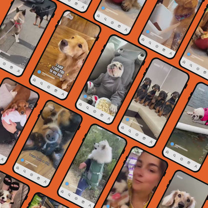 4000+ Funny Dog Reels Bundle Viral Animal Videos for TikTok, Instagram PLR MRR